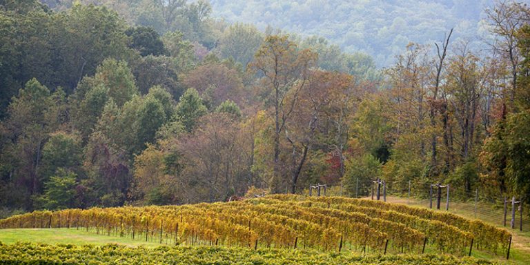 Loving-Cup-Vineyard-And-Winery-Autumn-in-VIneyard-800x400